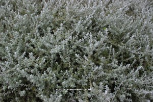 Plectostachys serphyllifolia - foliage